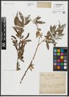 Foto von Salix alba L.